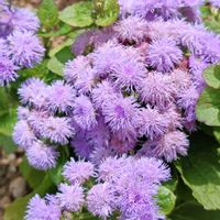 アゲラタム,カッコウアザミ,花のある暮らし,植中毒,花自慢の画像
