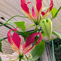 グロリオサ,赤・紅・あか・レッドの画像