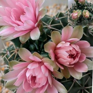 サボテン,アエオ,我が家のサボテンの花,大好きアエオ達,ベランダの画像