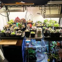 植物棚の画像