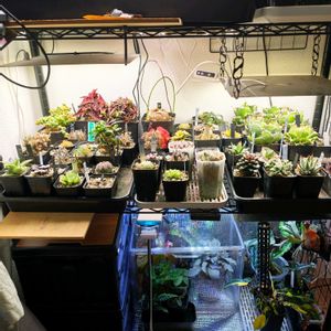 植物棚の画像