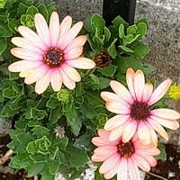 オステオスペルマム,散歩の途中の画像