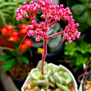 ネオンブレーカーズ,シルバースプリングタイム,クラッスラ シルバースプリングタイム,ネオンブレーカーズの花芽,多肉植物の画像