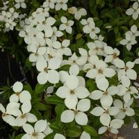 ヤマボウシの画像