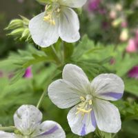 ゲラニウム,ゲラニウム,ゲラニウムマクロリズム,フウロソウ科,散歩道の花の画像