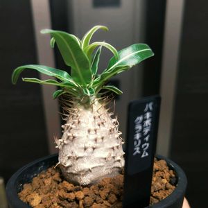 パキポディウム,パキポディウム・グラキリス,多肉植物,観葉植物,塊根植物の画像