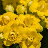 八重咲きカランコエ,八重咲きカランコエクィーンローズ,ベランダガーデニング,黄色の花,バラ咲きの画像