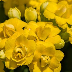 八重咲きカランコエ,八重咲きカランコエクィーンローズ,ベランダガーデニング,黄色の花,バラ咲きの画像