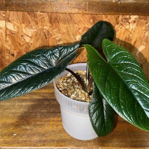 アロカシア,アロカシア　スカルプラム,観葉植物,植え替え,サトイモ 科の画像