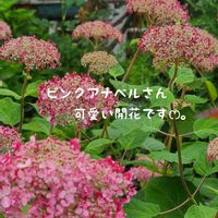 パープルヘイズ,ピンクアナベル,ノリウツギの画像