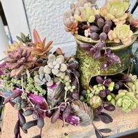 多肉寄せ植え,我が家のお花の画像