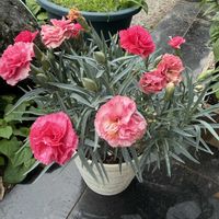 カーネーションの画像