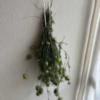 ニゲラの画像
