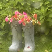 インパチェンス,インパチェンス,雨粒を纏って、、、,庭の画像