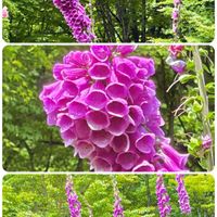 ジギタリス,毒草,栽培種,上三依水性植物園の画像