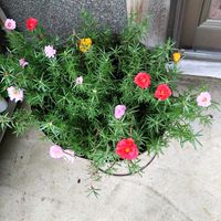 マツバボタン,マツバボタン,花のある暮らし,我が家のお花,松葉牡丹 八重の画像