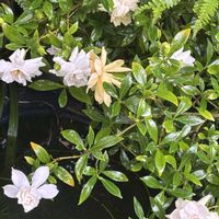 クチナシ,クチナシ,梅雨,雨続き,緑の庭の画像