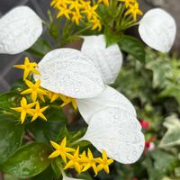 コンロンカ,コンロンカ（ハンカチの花）,コンロンカ(崑崙花）の画像