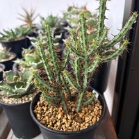 ハオルチア,多肉植物,ユーフォルビア,agave,アロエ属の画像