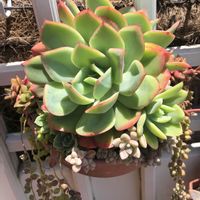 ルエラ,多肉植物,門扉の画像