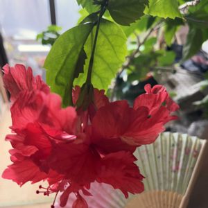 ハイビスカスフラミンゴ,ハイビスカスフラミンゴ,ハイビスカスと扇子,お気に入り♡,まだまだ蕾もありますの画像