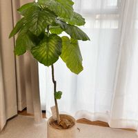 フィカス　ウンベラータ,観葉植物,新芽の画像