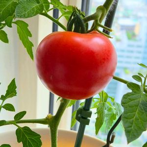 窓際,収穫,水やり,ベランダ菜園,トマト栽培の画像