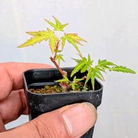 長良川もみじ,盆栽,ミニ盆栽,盆栽苗木,まめ盆栽の画像