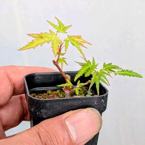 長良川もみじ,盆栽,ミニ盆栽,盆栽苗木,まめ盆栽の画像