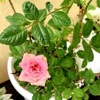 花のある暮らし,緑のある暮らし,iPhone撮影,バラ・ミニバラ,ピンク❤︎ピンクの画像