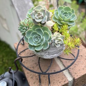ペンタス,ミニバラ・グリーンアイス,3尺バーベナ,るりたまあざみ,多肉寄せ植えの画像