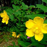 キンシバイ,ヒペリカム,花のある暮らし,今日のお花,おうち園芸の画像