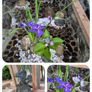 花菖蒲,いけばな,紫の花,和の花,植物大好きの画像