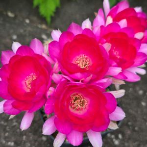 サボテン,花サボテン,多肉植物,サボテンの花,花のある暮らしの画像