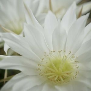 棘なし短毛丸,多肉植物,サボテンの花, サボテン,すーちゃんのサボテンの画像