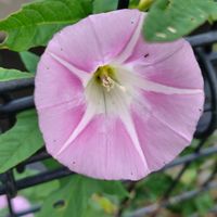 ヒルガオ,GSに感謝。,植物観察,植物散策,ピンクワールドへ ようこその画像