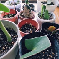 ペペロミア,リプサリス,スキンダプサス,アロカシア,観葉植物の画像