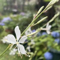 ガウラ,花のある暮らし,植中毒,小さい庭の画像