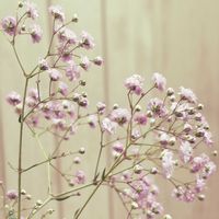 かすみ草,ピンク色のかすみ草,観葉植物,お花の画像