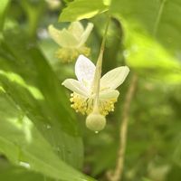 バイカアマチャ,山野草,シェードガーデン,アジサイ科,金曜キラキラの画像