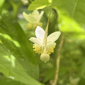 バイカアマチャ,山野草,シェードガーデン,アジサイ科,金曜キラキラの画像
