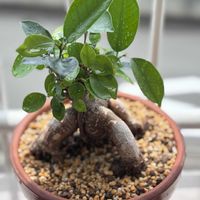 ガジュマル,ガジュマル,おうち園芸の画像