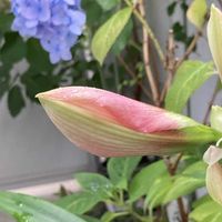 アマリリス,レモン,イチジク,つぼみ,ベランダの画像