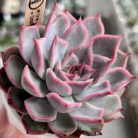 エケベリア,沙羅姫牡丹,多肉植物,エケベリア属,多肉植物 エケベリアの画像