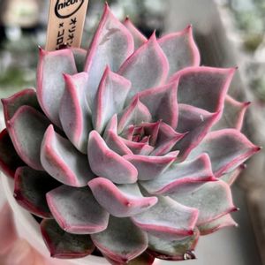 エケベリア,沙羅姫牡丹,多肉植物,エケベリア属,多肉植物 エケベリアの画像