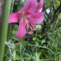 裏庭,植木鉢,今年初めての百合⁈の画像