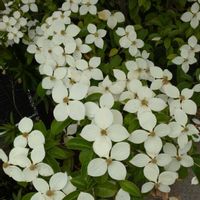 ヤマボウシの画像