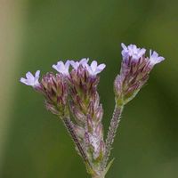 アレチハナガサ,山野草の画像