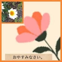 ガザニア,ガザニア,遊び心,おやすみなさい,今日も笑顔で♡の画像