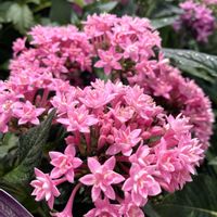 ペンタス,リシマキア,ヘリオトロープ,花夢里にいつの画像